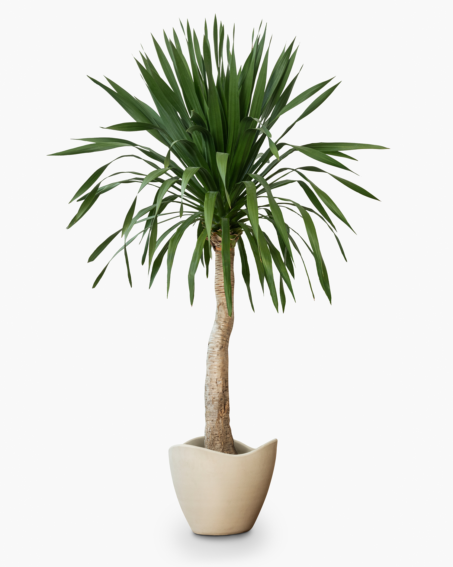 Demo-Artikel Möbel Palme Zimmerpflanze Grundpreis Demo-Artikel Möbel Palme Zimmerpflanze Grundpreis